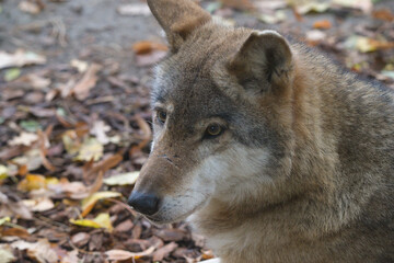 Portrait of a Carpathian Wolf