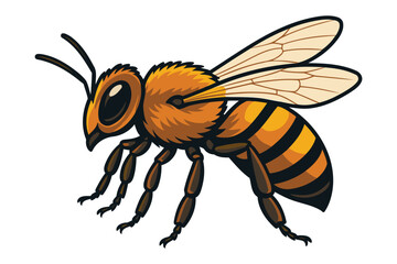 Detailed illustration of a fuzzy honey bee with striped abdomen and translucent wings in profile against a white background