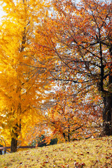 秋の太子橋中公園