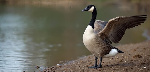 Obraz premium Canada goose with open wings stands on shore near lake. Bird stretches its wings before flight or displays dominance. Wildlife scene with water and ground.