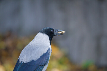 Close Up of a Grey Crow Eating