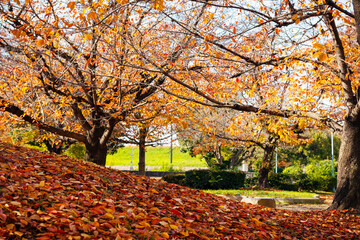 秋の太子橋中公園