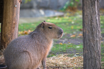 Capybara Relaxing in the Park
