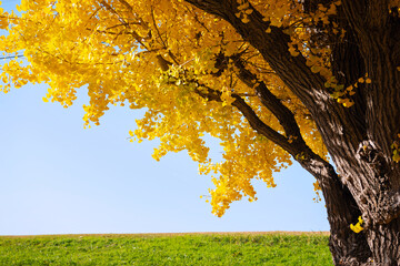 秋の太子橋中公園