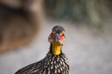 Close-Up of a Colorful Francolin Bird