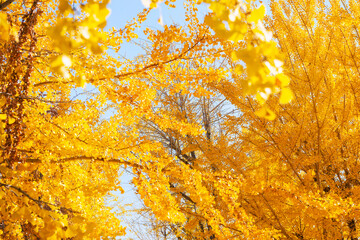 秋の太子橋中公園