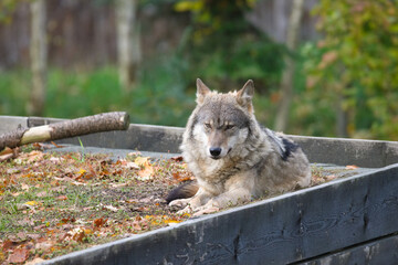 Carpathian Wolf Relaxing on a Sunny Day