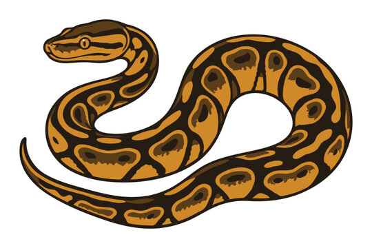 A detailed illustration of a coiled ball python snake with distinctive brown and yellow patterned scales against a white background