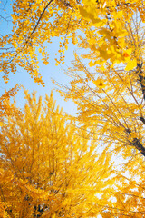 秋の太子橋中公園