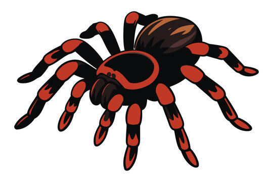 Detailed illustration of a vibrant mexican redknee tarantula spider with black and orange markings on a white background