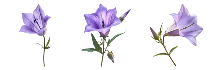 Vibrant purple flowers in full bloom, showcasing intricate details. The blooms stand tall with lush green stems, presenting a stunning display