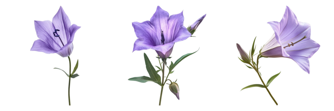 Vibrant purple flowers in full bloom, showcasing intricate details. The blooms stand tall with lush green stems, presenting a stunning display