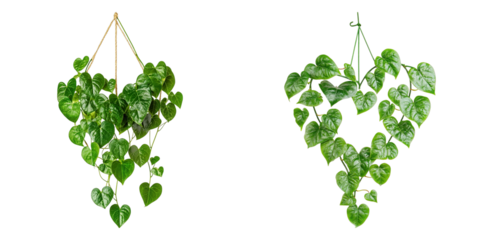 Two indoor heart-shaped plants are hanging in the air. The leaves are vibrant green and look fresh