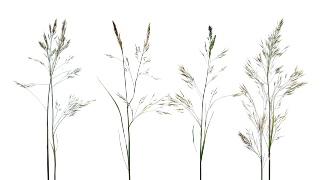 Four sets of thin delicate grass stems side by side isolated on transparent background
