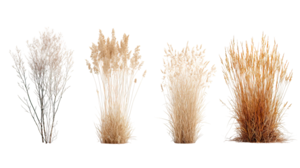 Four sets of winter dry grass side by side isolated on transparent background