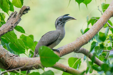 An Indian Grey Hornbill perching on branch