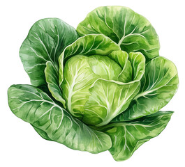 Fototapeta premium Chinese cabbage vegetable watercolor clipart.