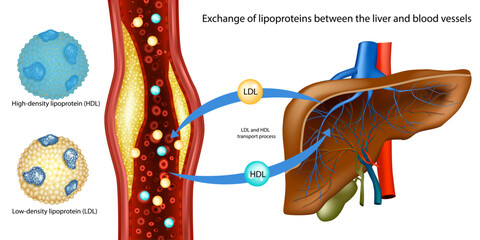 Lipoprotein Transport Between Liver and Blood Vessel Illustration. HDL and LDL Cholesterol Exchange Process Diagram. Liver Lipoprotein Metabolism and Blood Vessel Interaction