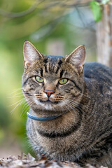 Striped tabby cat resting outdoors in a sunny garden surrounded by greenery