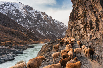 Herd of sheep moving along rocky path by river in remote mountain valley © Mumemories
