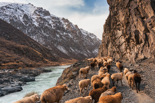 Herd of sheep moving along rocky path by river in remote mountain valley