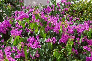 Fototapeta premium Vibrant bougainvillea blossoms in full bloom on lush green foliage. Bougainvillea glabra, the lesser bougainvillea, paperflower