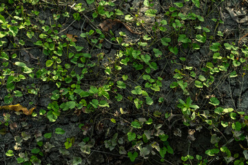 vines in the rice fields