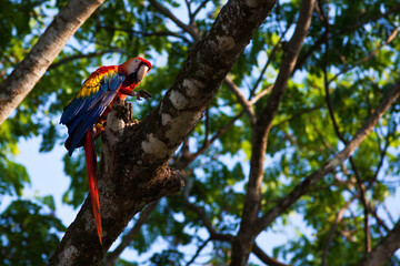 Scarlet Macaw, Ara macao, perched
