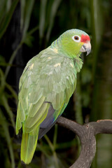 Obraz premium Red-lored Parrot, Amazona autumnalis, perched