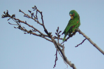 White-fronted Parrot, 	Amazona albifrons, perched