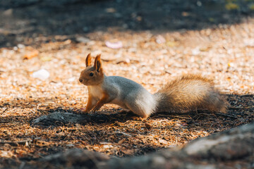 Cute red squirrel with fluffy living in autumn forest