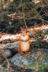 Cute red squirrel standing on rock in autumn forest