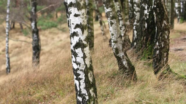 Faded heather with many birch trees, close-up of the white bark of many birch trees, tall withered grass blowing in the wind, interspersed with fir greenery of coniferous trees, Betula