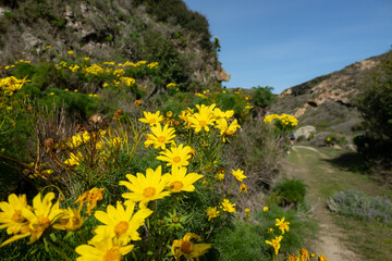 Obraz premium Yellow Blooms Of Giant Coreopsis Plants Line The Trails Near Lobo Canyon On Santa Rosa Island