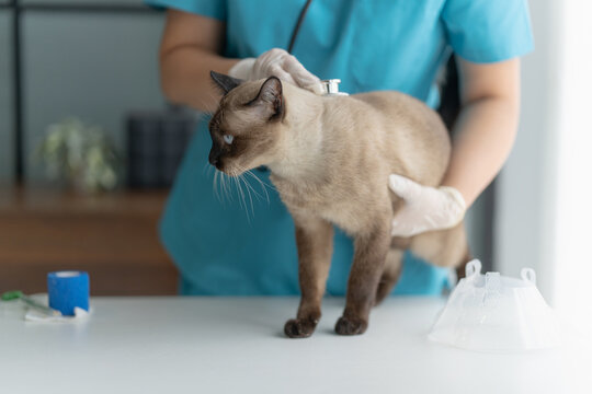 veterinarian conducts a cat health check in a professional vet clinic