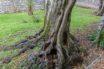 Bottom part of the knotty trunk of old olive tree