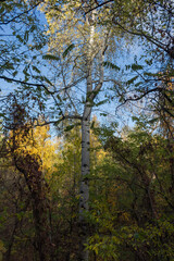 High aspen growing in forest in ravine at autumn day