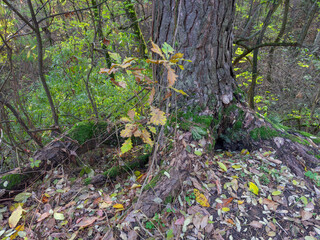 Bottom of pine trunk growing on ravine edge in forest