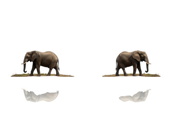 Fototapeta premium Two african elephants standing on ground with white petals isolated on transparent background