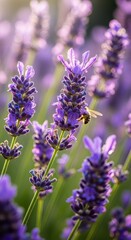 Aromatic lavender field blooming in vibrant purple hues captures natures sweet fragrance landscape