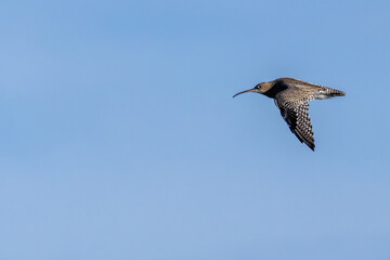 Curlew (Numenius arquata) - Bull Island Dublin coastal wader