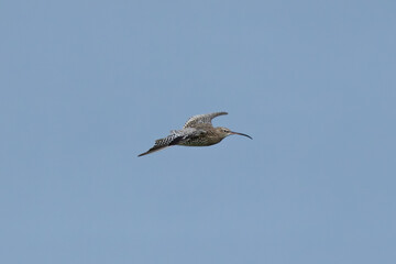 Obraz premium Curlew (Numenius arquata) - Bull Island Dublin coastal wader
