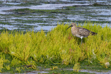 Curlew (Numenius arquata) - Bull Island Dublin coastal wader