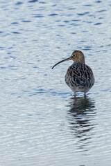 Curlew (Numenius arquata) - Bull Island Dublin coastal wader