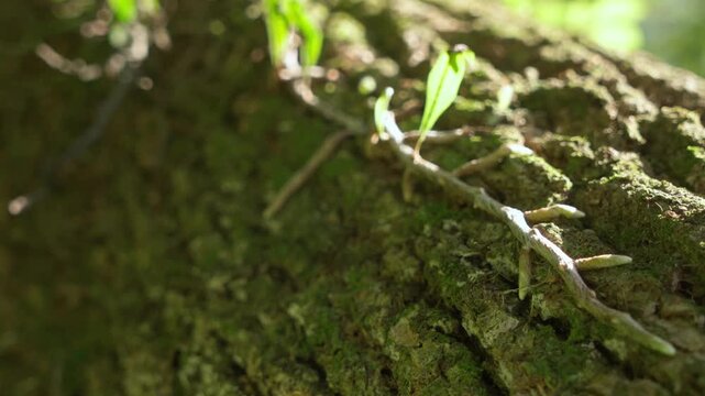 Softly lit mossy tree bark with thin epiphyte stems