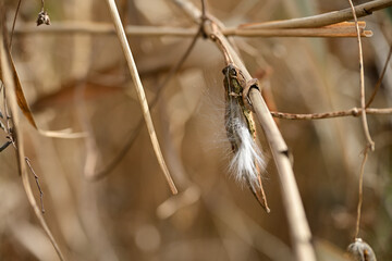 ガガイモの種子と白い綿毛