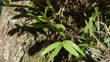 Detailed view of small epiphytic leaves on trunk