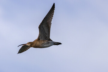 Curlew (Numenius arquata) - Bull Island Dublin coastal wader