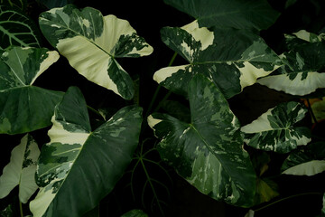 close up of Alocasisa variegated leaves, inside a tropical greenhouse, rare indoor plants © lacastudio