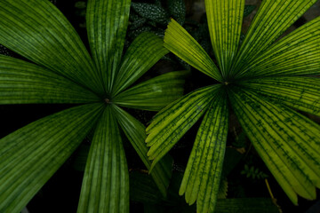Moody tropical foliage with large Monstera, Philodendron, and Palm leaves in dramatic light and shadow under a lush canopy.   © lacastudio